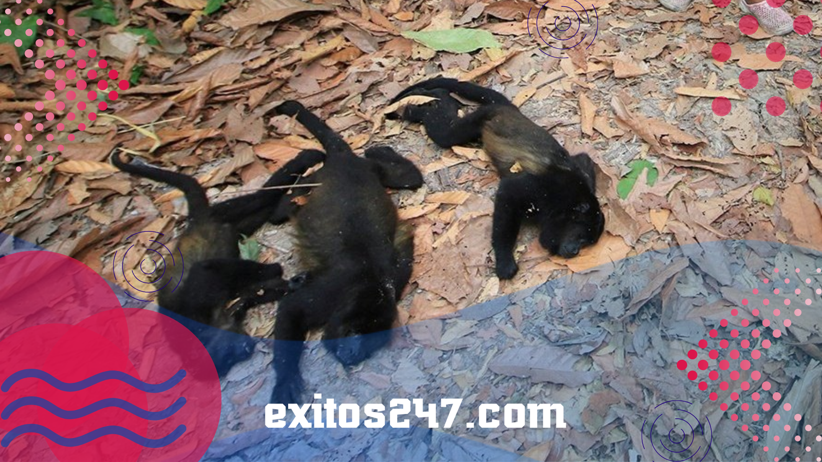 Monos aulladores sucumben al calor extremo en México: tragedia ambiental