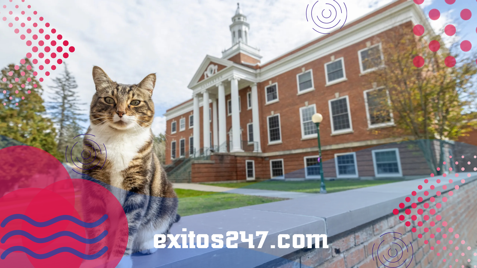El gato que conquistó la universidad: Max recibe un doctorado honorario