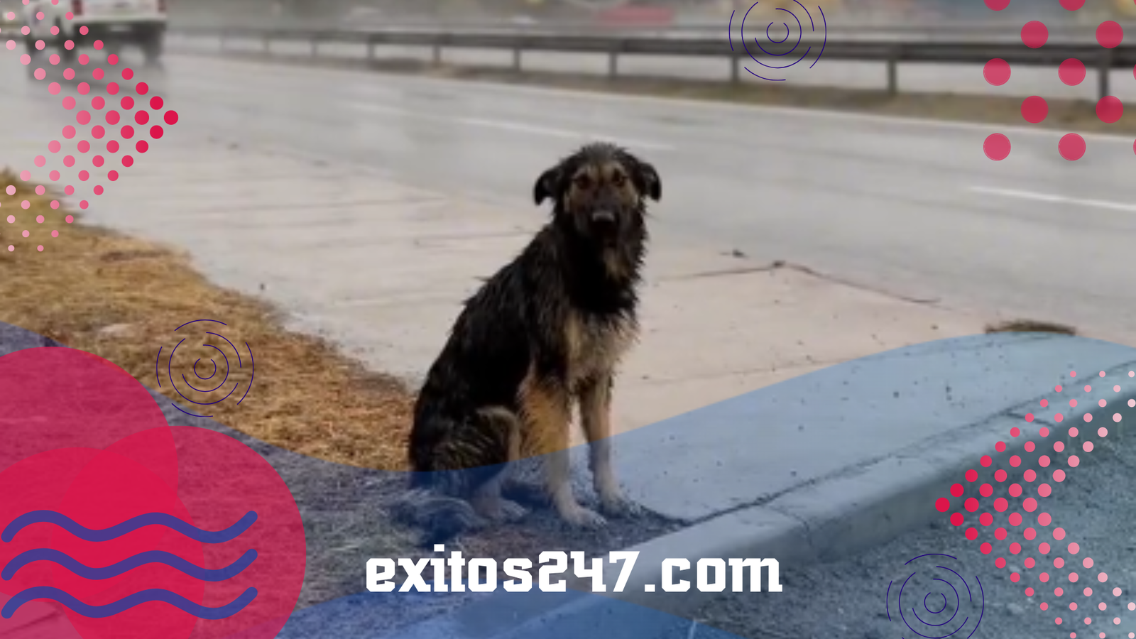 Perro abandonado bajo la lluvia conmueve y encuentra esperanza