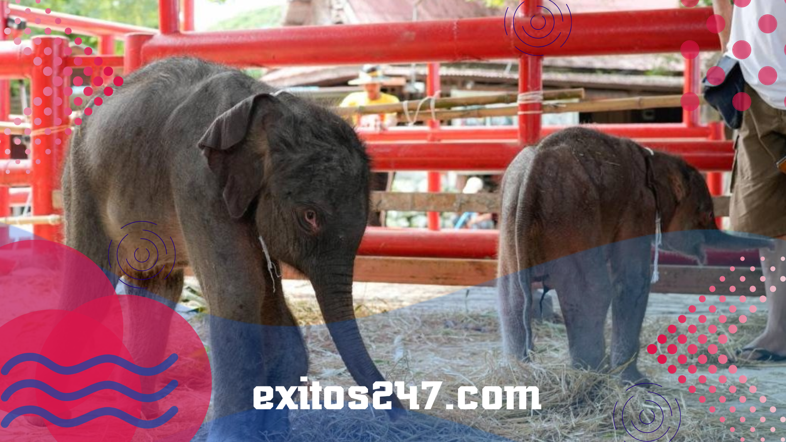 Milagro en Tailandia: Nacen elefantes gemelos de diferente género