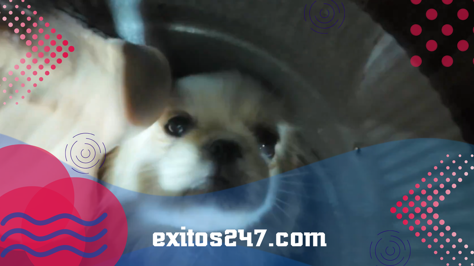 Drama en Denver: El rescate milagroso de un cachorro atrapado en un sistema de ventilación