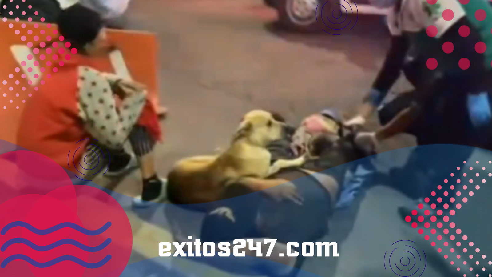 Perrito fiel no abandona a su dueño tras ser atropellado en CDMX